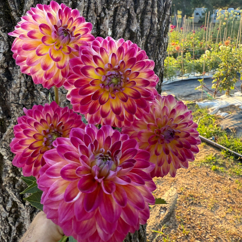 'Hapet Daydream' | Rooted Cutting | Shipping March - April 2026 - Stone Hollow Farmstead