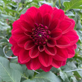 Hart_s_Lori_Ann_1