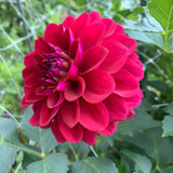 Hart_s_Lori_Ann_2