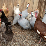 Friends of the Farmstead