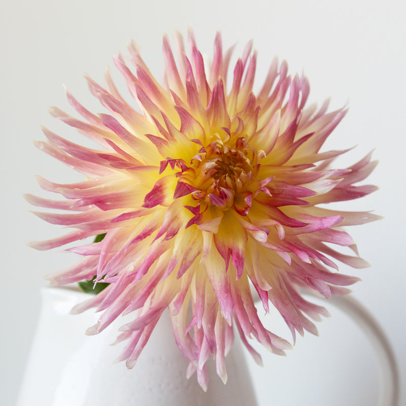 'Hilltop Emily' | Dahlia Tuber | Shipping March - April 2026