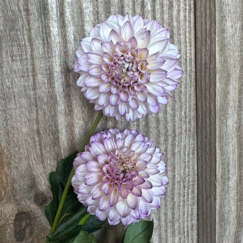 'Hilltop Glo' | Dahlia Tuber | Shipping March - April 2025 - Stone Hollow Farmstead