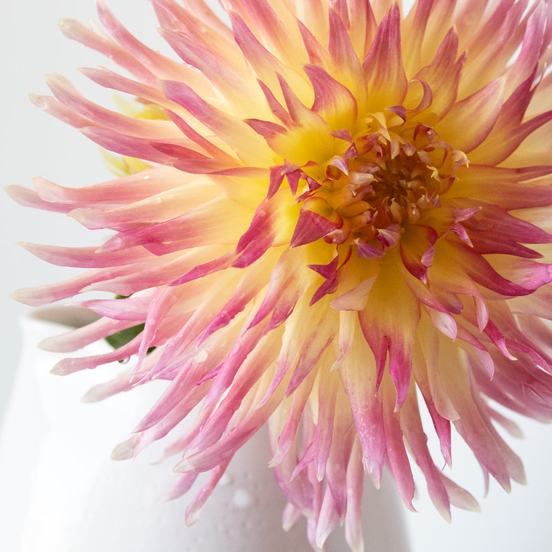 'Hilltop Emily' | Dahlia Tuber | Shipping March - April 2026