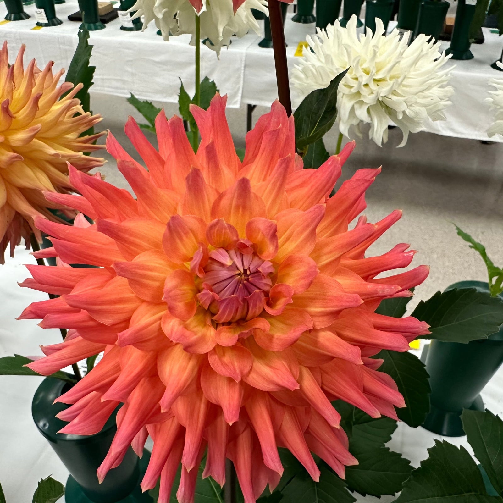 Hilltop Lost Treasure' | Rooted Cutting | Shipping March - April