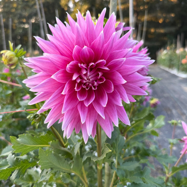 'Hollyhill Big Pink' | Dahlia Pot Tuber | Shipping March - April 2026 - Stone Hollow Farmstead