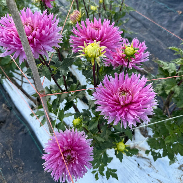 Hollyhill_Cotton_Candy