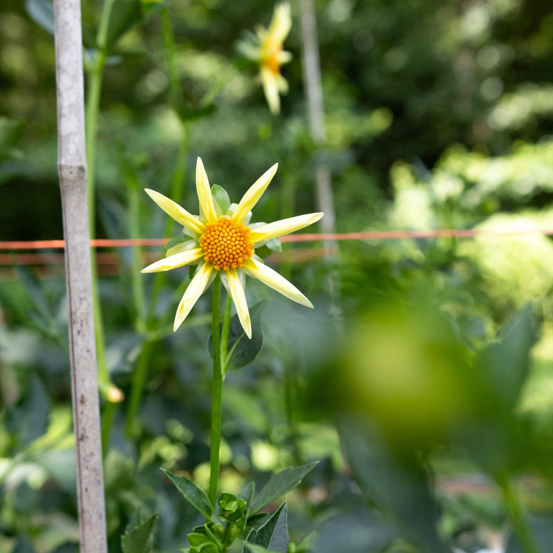 'Honka' | Rooted Cutting | Shipping March - April 2026 - Stone Hollow Farmstead