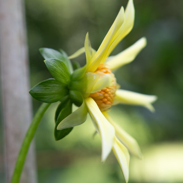 'Honka' | Rooted Cutting | Shipping March - April 2026 - Stone Hollow Farmstead