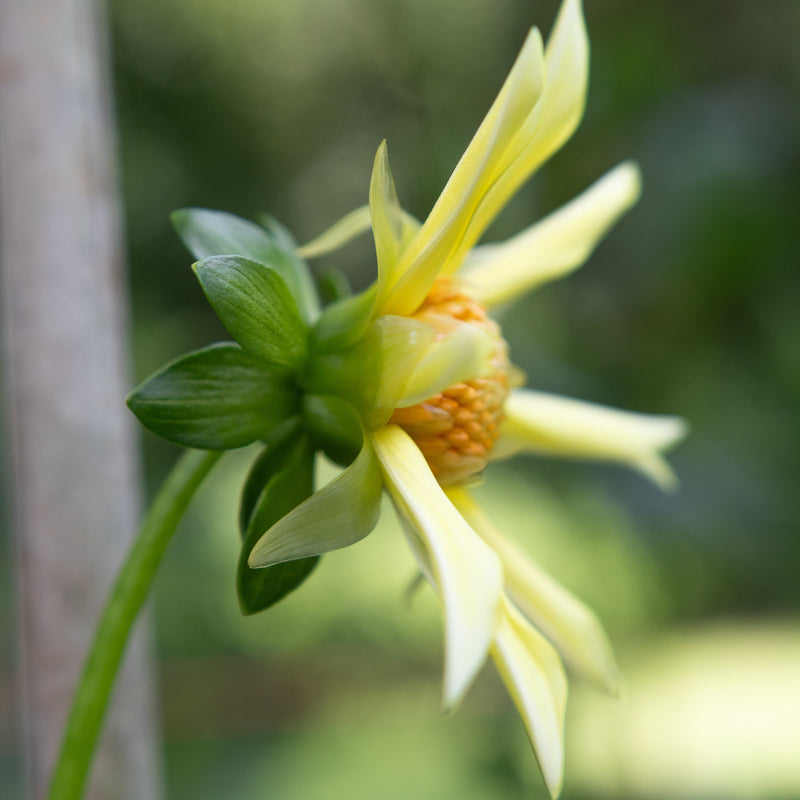 'Honka' | Rooted Cutting | Shipping March - April 2026 - Stone Hollow Farmstead