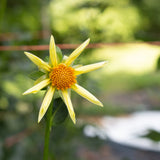 'Honka' | Rooted Cutting | Shipping March - April 2026 - Stone Hollow Farmstead