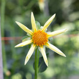 'Honka' | Rooted Cutting | Shipping March - April 2026 - Stone Hollow Farmstead