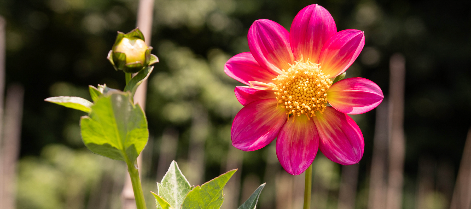 Hot pink flower from Stone Hollow Farmstead garden