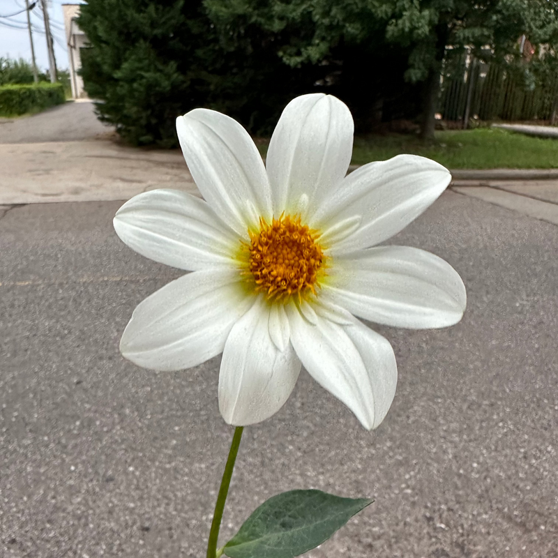 'Alpen Cherub' | Dahlia Tuber | Shipping March - April 2025