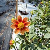 'Lo - PT' | Dahlia Rooted Cutting