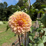 'RM Raspberry Twinkle' | Dahlia Tuber