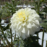 'Center Court' | Dahlia Tuber