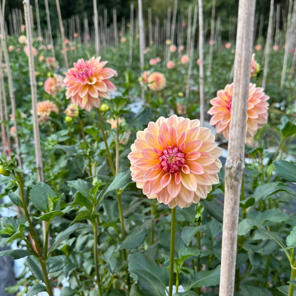 Dahlia Mania Farm Experience