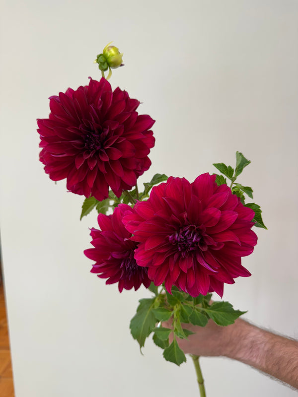 'Hart's Lori Ann' | Rooted Cutting | Shipping March - April 2026 - Stone Hollow Farmstead