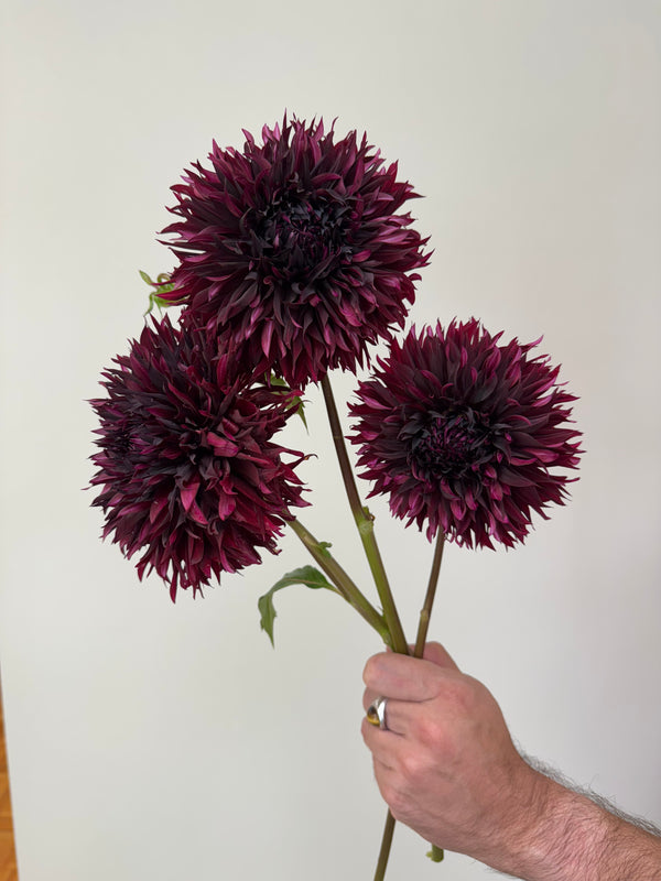 'Manor Jayne' | Rooted Cutting | Shipping March - April 2026 - Stone Hollow Farmstead