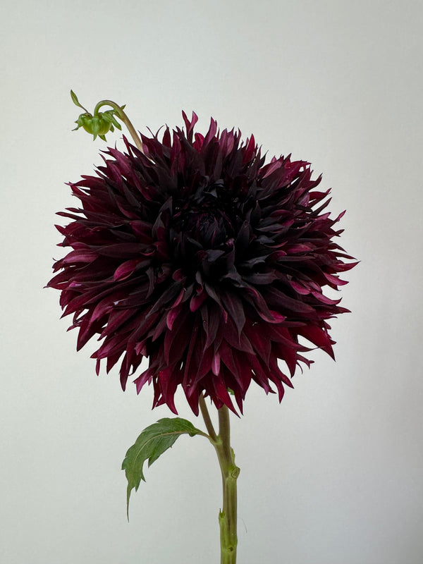 'Manor Jayne' | Rooted Cutting | Shipping March - April 2026 - Stone Hollow Farmstead