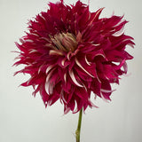 'My Hero' | Rooted Cutting | Shipping March - April 2026 - Stone Hollow Farmstead