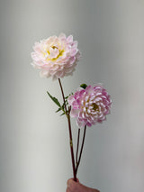 'Kelgai Ann' | Dahlia Tuber | Shipping March - April 2026 - Stone Hollow Farmstead