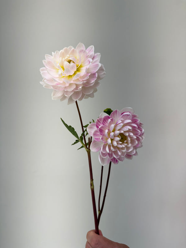 'Kelgai Ann' | Dahlia Tuber | Shipping March - April 2026 - Stone Hollow Farmstead