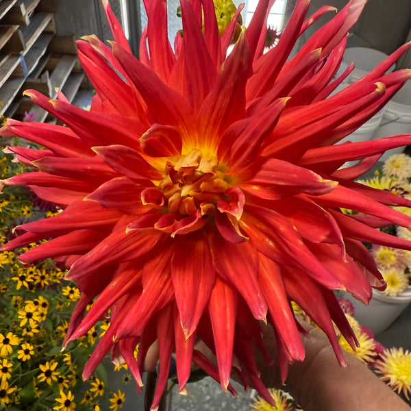 'Wyn's Cinnabar' | Dahlia Tuber | Shipping March - April 2026
