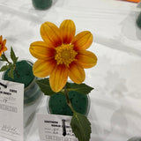 'Lo - Peach' | Dahlia Rooted Cutting