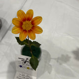 'Lo - Peach' | Dahlia Rooted Cutting