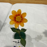 'Lo - Peach' | Dahlia Rooted Cutting