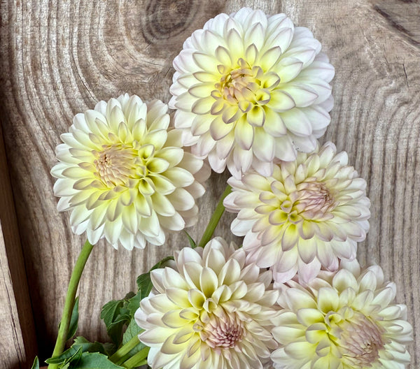 'Tahoma Kelli' | Rooted Cutting | Shipping March - April 2026 - Stone Hollow Farmstead