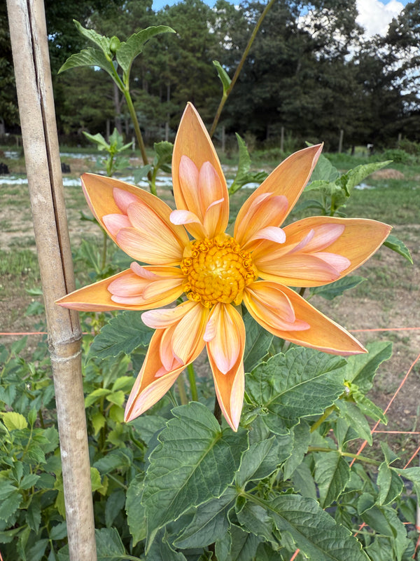 'Venus' | Rooted Cutting | Shipping March - April 2026 - Stone Hollow Farmstead