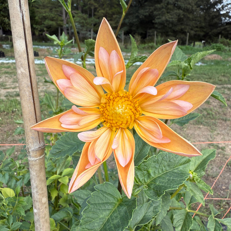 'Venus' | Rooted Cutting | Shipping March - April 2026 - Stone Hollow Farmstead