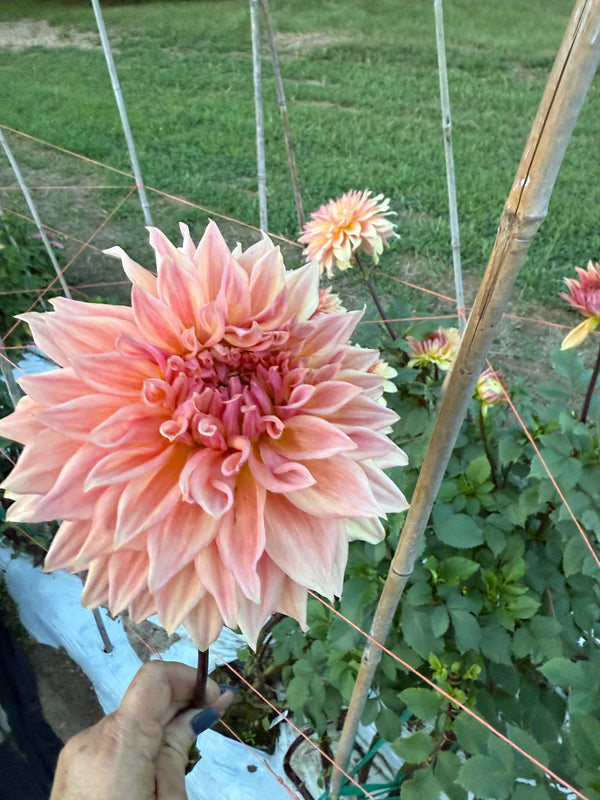 'Wyn's Aspen Glow' | Dahlia Tuber | Shipping March - April 2026 - Stone Hollow Farmstead