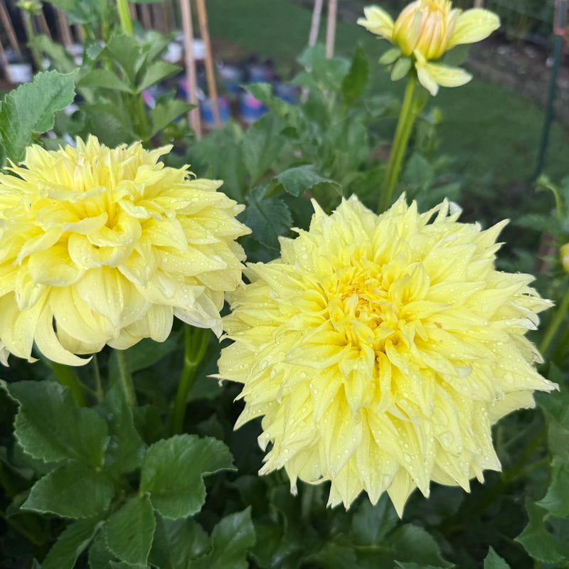 'Hamari Sunshine' | Rooted Cutting | Shipping March - April 2026 - Stone Hollow Farmstead