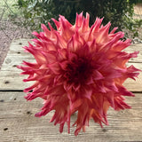 'Hapet Nicoletta' | Dahlia Rooted Cutting