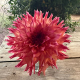 'Hapet Nicoletta' | Dahlia Rooted Cutting
