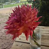 'Hapet Nicoletta' | Dahlia Rooted Cutting