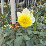 'Sandia Summertime' | Rooted Cutting | Shipping March - April 2026