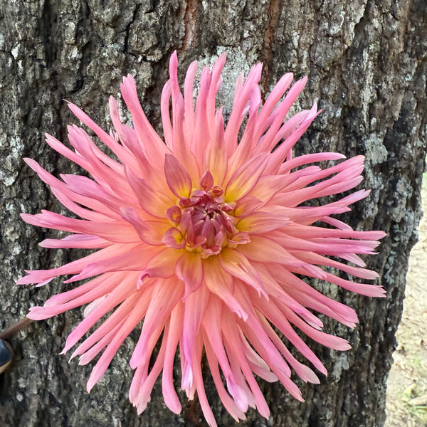 'AC Poke' | Rooted Cutting | Shipping March - April 2026
