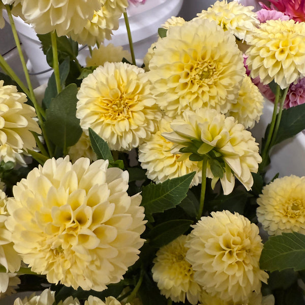 'Skipley Moonglow' | Rooted Cutting | Shipping March - April 2026