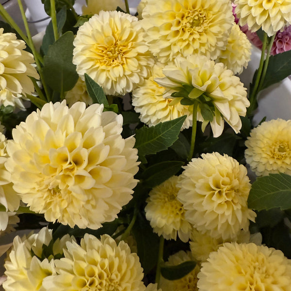 'Skipley Moonglow' | Dahlia Tuber | Shipping March - April 2026