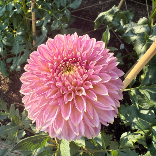 'Bloomquist Essence' | Dahlia Tuber | Shipping March - April 2026 - Stone Hollow Farmstead