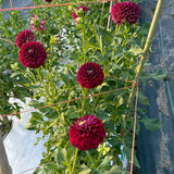 'Downham Royal' | Dahlia Tuber | Shipping March - April 2026 - Stone Hollow Farmstead