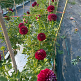 'Downham Royal' | Rooted Cutting | Shipping March - April 2026
