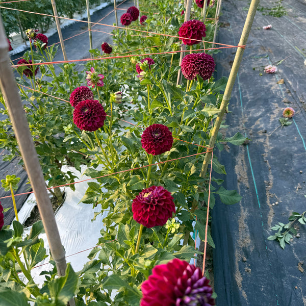 'Downham Royal' | Rooted Cutting | Shipping March - April 2026