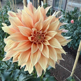 'Bell's Candela' | Rooted Cuttings | Shipping March - April 2026 - Stone Hollow Farmstead