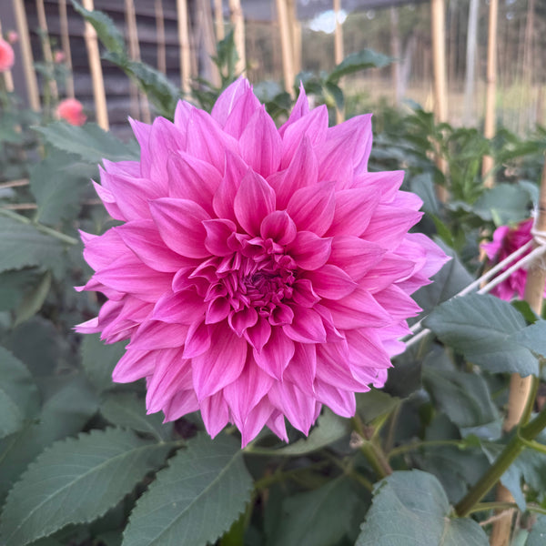 'Cafe au Lait Rose' | Rooted Cutting | Shipping March - April 2026