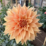 'Bell's Candela' | Rooted Cuttings | Shipping March - April 2026 - Stone Hollow Farmstead